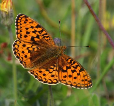 Duinparelmoervlinder - Niobe Fritillary