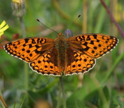 Duinparelmoervlinder - Niobe Fritillary