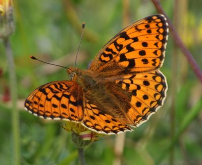 Duinparelmoervlinder - Niobe Fritillary