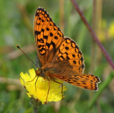 Duinparelmoervlinder - Niobe Fritillary