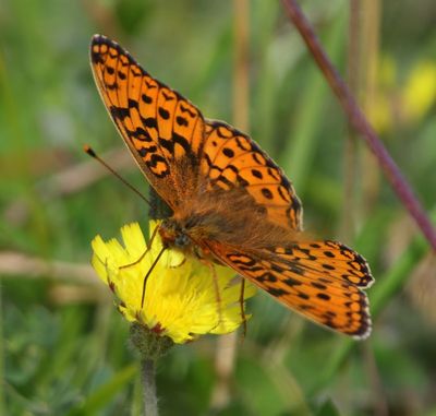 Duinparelmoervlinder - Niobe Fritillary