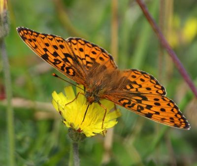 Duinparelmoervlinder - Niobe Fritillary