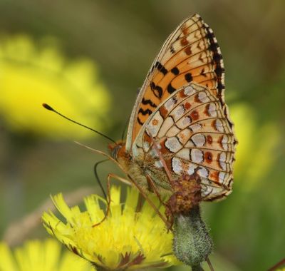 Duinparelmoervlinder - Niobe Fritillary