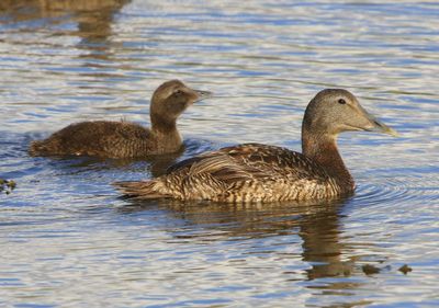 Eiders - Common Eiders