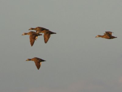 Eiders - Common Eiders