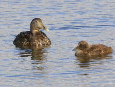 Eiders - Common Eiders