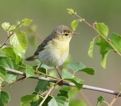 Fitis - Willow Warbler