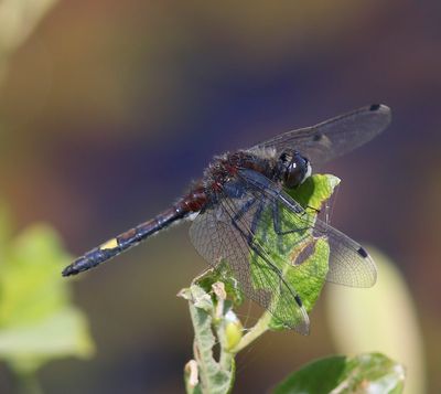 Gevlekte Witsnuitlibel - Large White-faced Darter