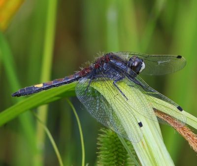 Gevlekte Witsnuitlibel - Large White-faced Darter