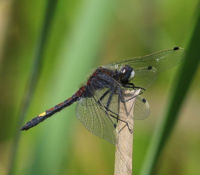 Gevlekte Witsnuitlibel - Large White-faced Darter