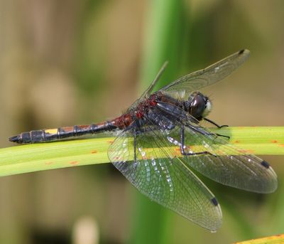 Gevlekte Witsnuitlibel - Large White-faced Darter