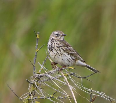 Graspieper - Meadow Pipit