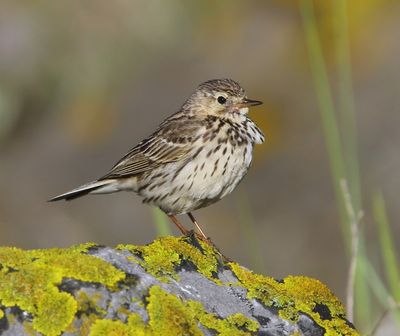 Graspieper - Meadow Pipit