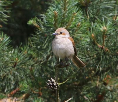 Grauwe Klauwier - Red-backed Shrike