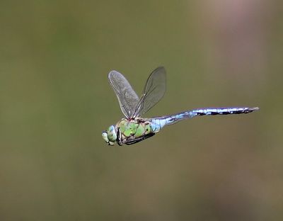 Grote Keizerlibel - Blue Emperor