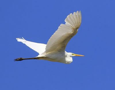 Grote Zilverreiger - Great Egret