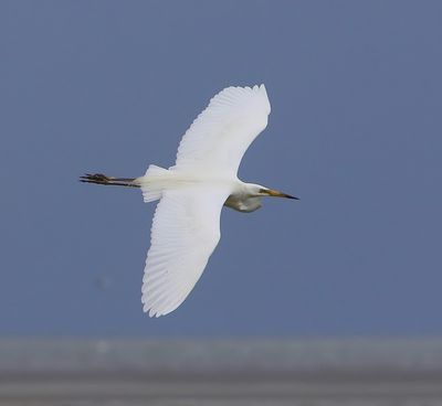 Grote Zilverreiger - Great Egret