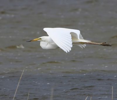 Grote Zilverreiger - Great Egret