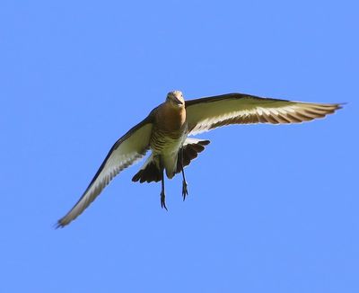 Grutto - Black-tailed Godwit
