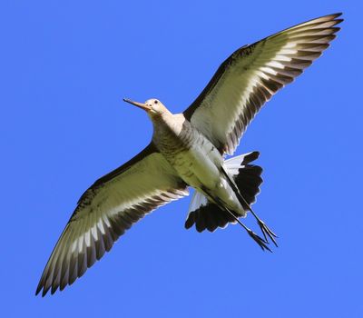 Grutto - Black-tailed Godwit