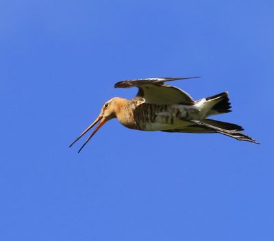 Grutto - Black-tailed Godwit