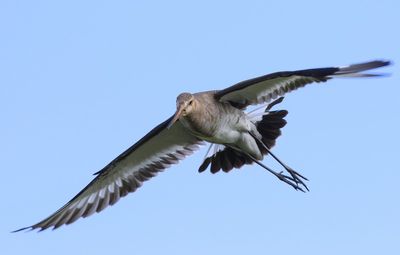 Grutto - Black-tailed Godwit