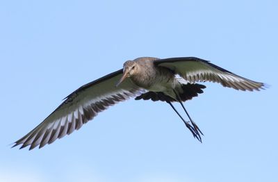 Grutto - Black-tailed Godwit