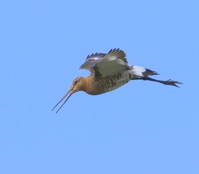 Grutto - Black-tailed Godwit