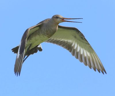 Grutto - Black-tailed Godwit