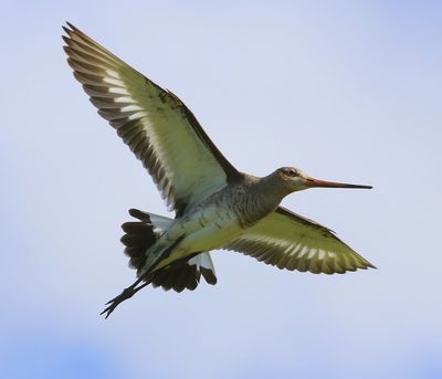 Grutto - Black-tailed Godwit