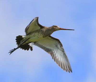 Grutto - Black-tailed Godwit
