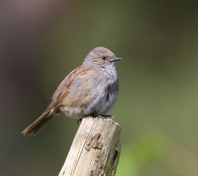 Heggenmus - Dunnock