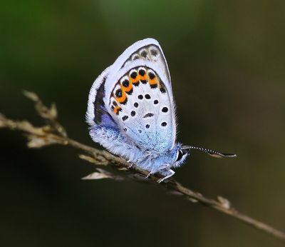 Heideblauwtje - Silver-studded Blue
