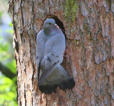 Holenduif - Stock Dove