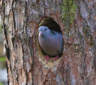 Holenduif - Stock Dove