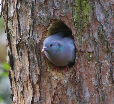 Holenduif - Stock Dove
