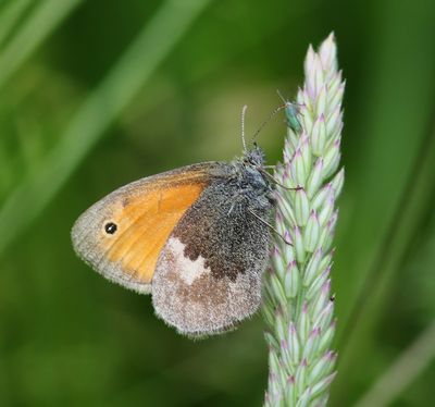Hooibeestje - Small Heath