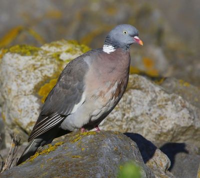 Houtduif - Common Wood Pigeon