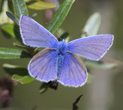 Icarusblauwtje - Common Blue