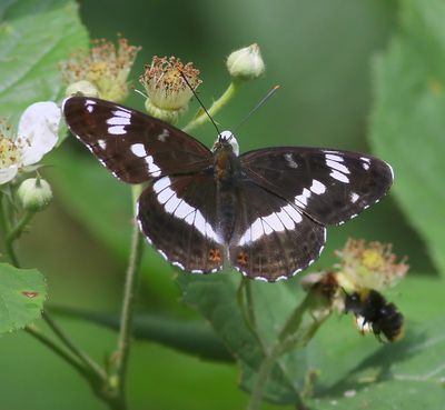Kleine IJsvogelvlinder - White Admiral