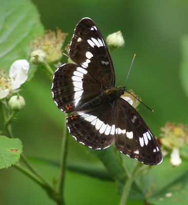 Kleine IJsvogelvlinder - White Admiral