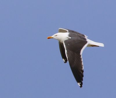 Kleine Mantelmeeuw - Lesser Black-backed Gull