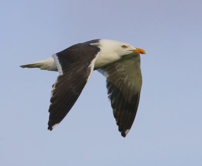 Kleine Mantelmeeuw - Lesser Black-backed Gull