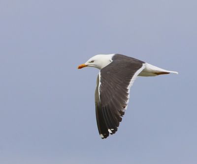 Kleine Mantelmeeuw - Lesser Black-backed Gull