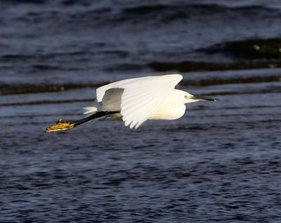 Kleine Zilverreiger - Little Egret