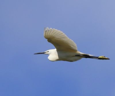 Kleine Zilverreiger - Little Egret