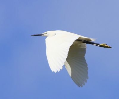 Kleine Zilverreiger - Little Egret