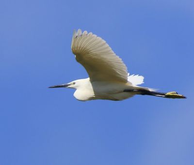 Kleine Zilverreiger - Little Egret