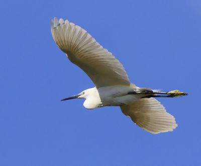 Kleine Zilverreiger - Little Egret