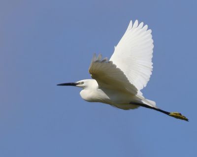 Kleine Zilverreiger - Little Egret